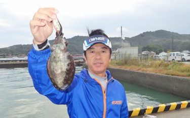 陸っぱりコウイカエギングで食べごろサイズの本命キャッチ【合津港】