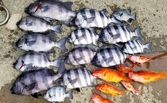 漁師直送 石鯛釣りの餌 冷凍オニヤドカリ30匹 - フィッシング