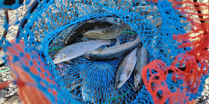 冬の管理釣り場で釣り×BBQ　釣果は燻製＆塩焼きで【芥川マス釣り場】