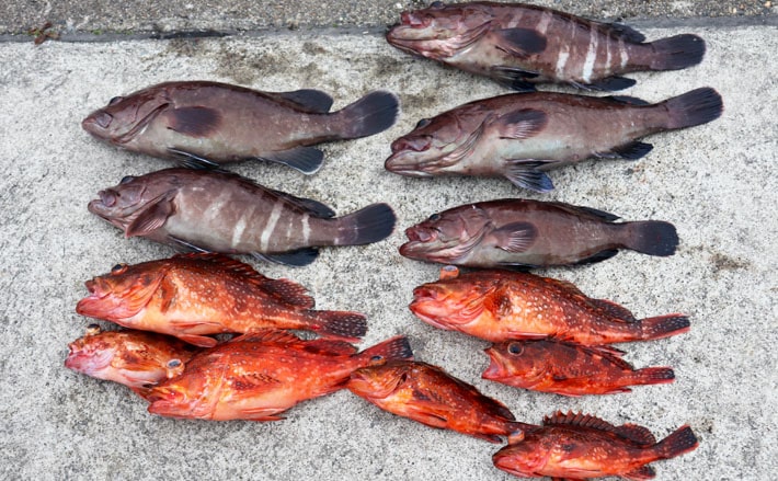 東海2020冬】脂が乗ったハタ類を狙う 活きイワシ泳がせ釣りのキホン | TSURINEWS