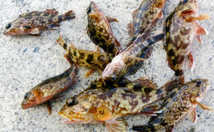 冬の陸っぱりにオススメ 穴釣り 2時間でカサゴ9匹 河芸漁港 Tsurinews