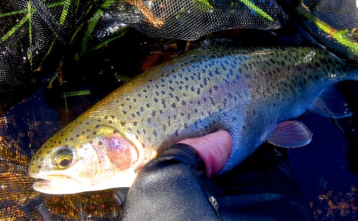 管理釣り場の ミャク釣り でニジマス28尾 十戸国際ニジマス釣場 Tsurinews