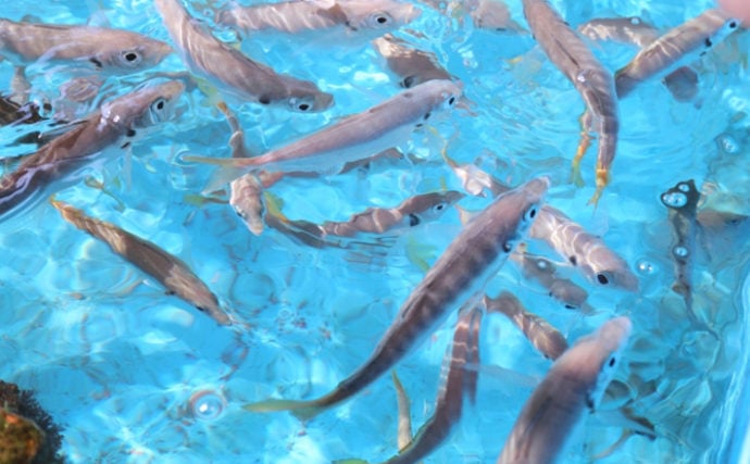 海水魚と淡水魚を一緒に養殖できる 好適環境水 実験失敗で発見 Tsurinews
