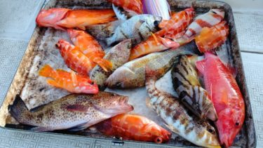 レンタルボートでタイラバのつもりが『ハタラバ』に【フィッシング光栄】