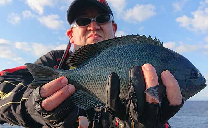 磯フカセ釣りで寒メジナ快引 2人で37cm頭に40尾【タカッパゲの磯