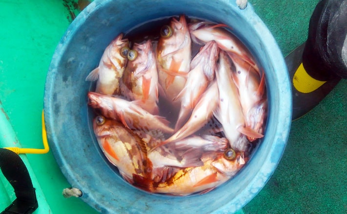 日立沖 春告魚 メバル 釣り解説 群れ固まる今後が狙い目 Tsurinews