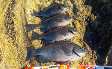 沖磯フカセ釣りで37cm頭メジナ4尾　周囲では45cmも【エボシ岩】