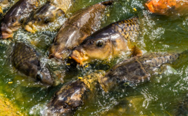 サカナ界でもウイルス蔓延が問題に　霞ヶ浦で養殖鯉が大量死したことも