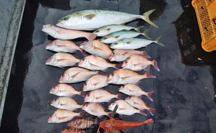 【三重＆福井】沖釣り最新釣果　マダイ数釣りに旬のヤリイカ100匹超え