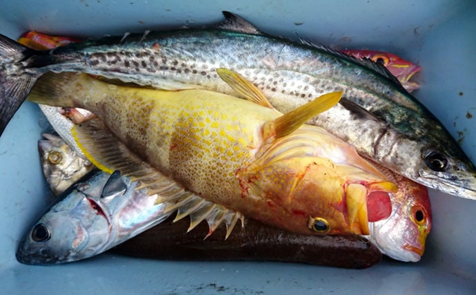 【福岡県】沖のエサ釣り最新釣果　根魚や青物など多魚種登場で華やか