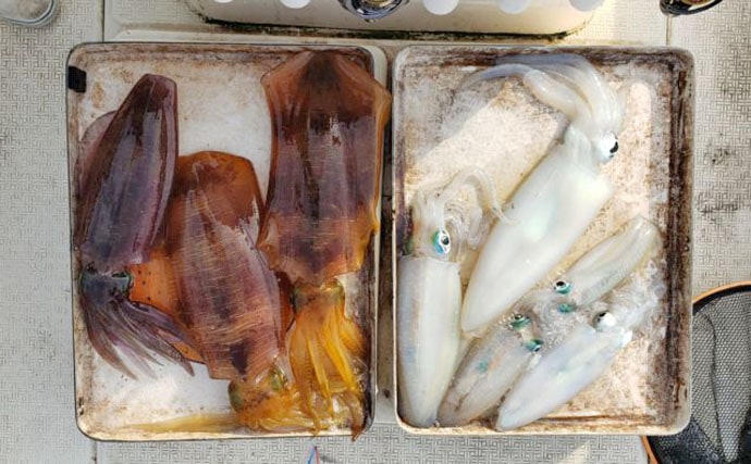 三重 石川 福井 沖釣り最新釣果 エギングで2kg級含みアオリ好調 Tsurinews