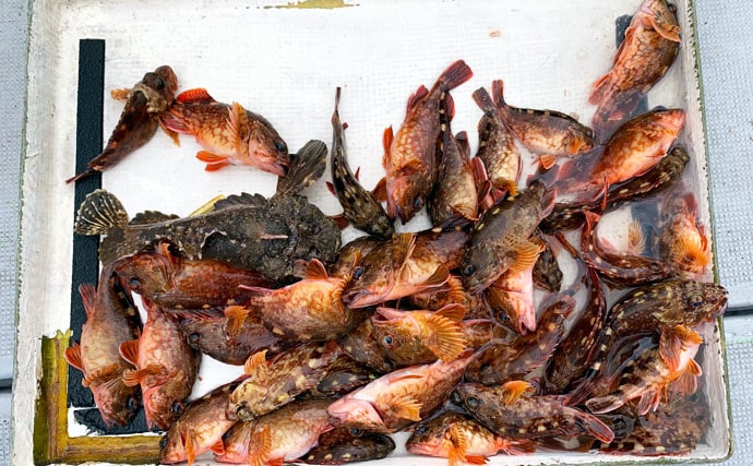 【福岡県】沖のエサ釣り最新釣果情報　泳がせ釣りで良型ハタ類絶好調