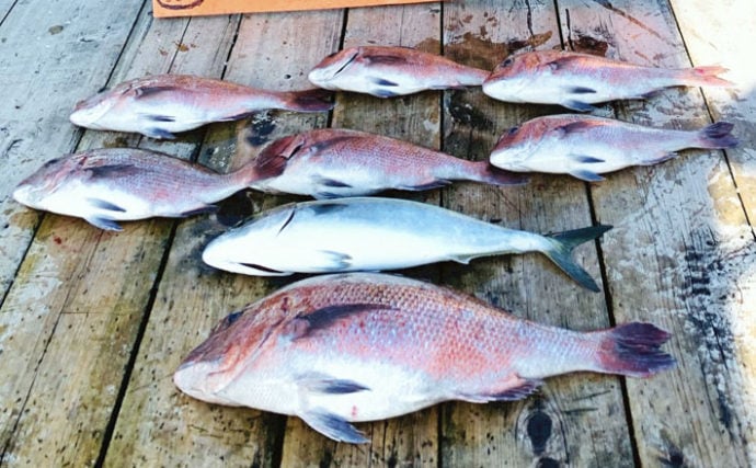 【三重】海上釣り堀＆カカリ釣り最新釣果　エギングで700g級アオリイカ