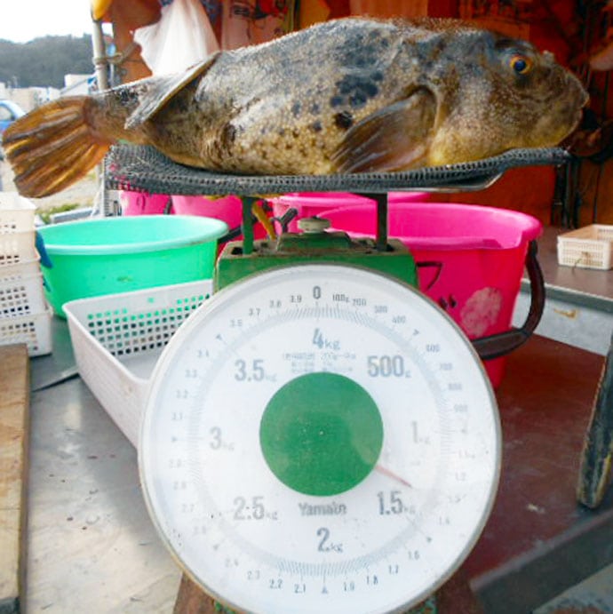 【愛知県】沖釣り最新釣果　ブリ族入れ食いに大サワラも好調顔出し