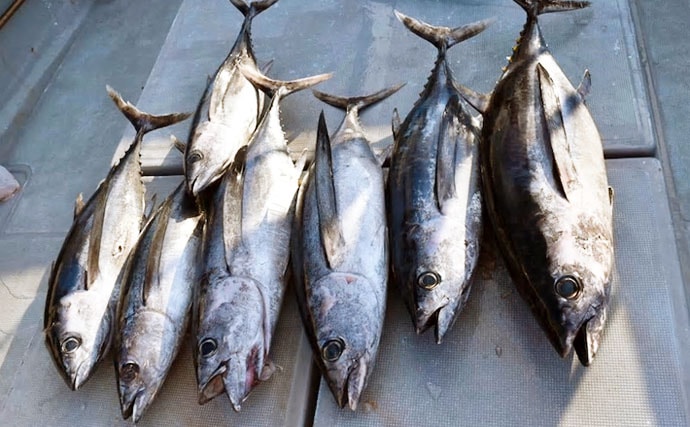 【三重県】沖釣り最新釣果　23.5kg頭にビンチョウマグロ船中7キャッチ