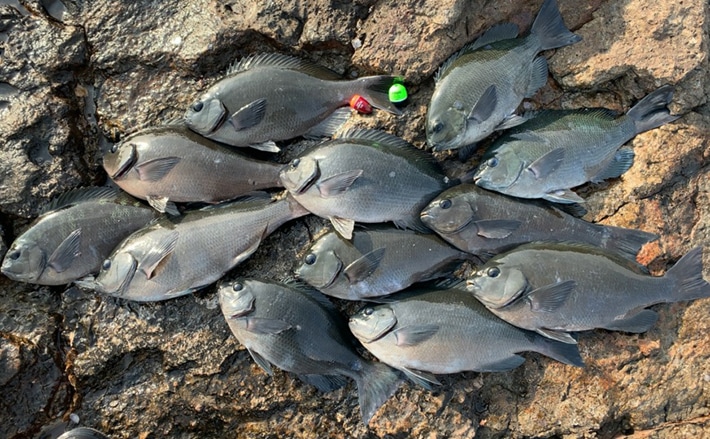 潮動けばグレ活発 寒の磯はフカセ釣りパラダイス 和歌山 白浜 Tsurinews