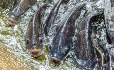 ユーは何しに日本へ？：ティラピア編　一昔前は回転寿司でも食べれた？