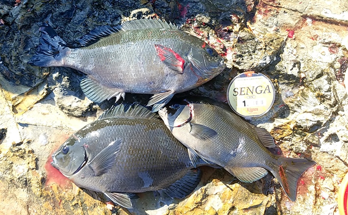 wpecPhoto_20-02-12-21-32-30.