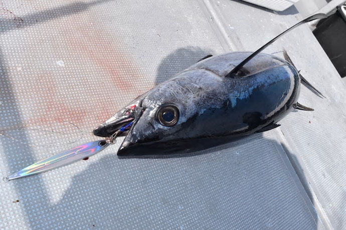 【三重県】船＆イカダ釣り最新釣果　トンジギで10kgビンチョウマグロ