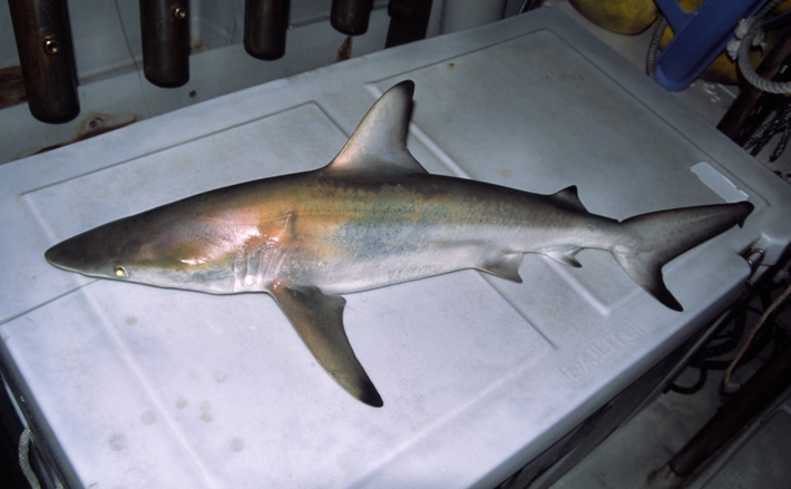 将来的にフカヒレは食べられなくなる？ 中国の魚類捕獲規制について解説 | TSURINEWS