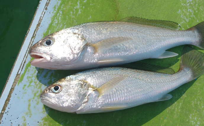 将来的にフカヒレは食べられなくなる？　中国の魚類捕獲規制について解説