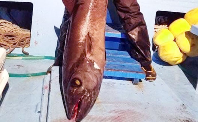 駿河湾ナイトジギングで巨大魚を狙う　40kg級『アブラソコムツ』登場