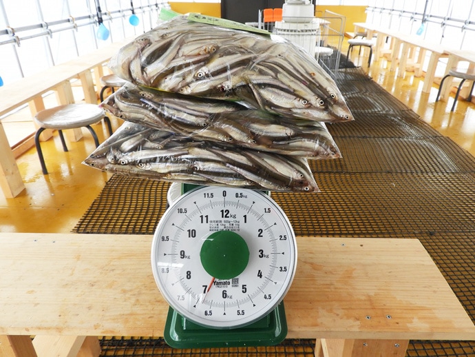 ドーム桟橋でのワカサギ釣り　猛烈な入れ食いで1654尾達成【河口湖】