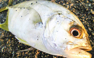 春のメッキゲームで20cm級ギンガメアジ10尾キャッチ【岩本漁港】