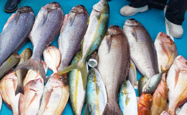 【玄界灘】沖のエサ釣り最新釣果　終盤戦のメダイ五目で多彩釣果
