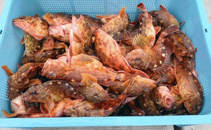 福岡県 沖のエサ釣り最新釣果 アラカブ1人70尾の数釣り達成 Tsurinews