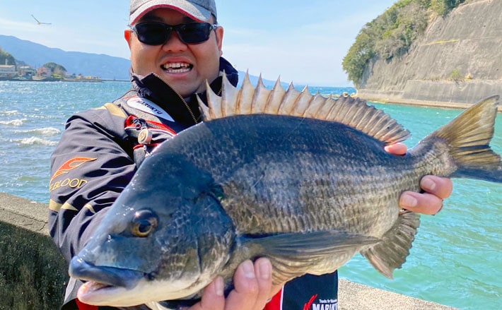 波止フカセ釣りで51cm頭に『乗っ込み』クロダイ6尾を手中【沼津