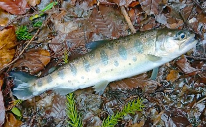 20200327sb2701.jpg