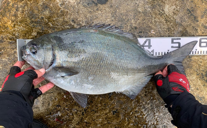磯フカセ釣りで怪力魚と力比べ 58cmイスズミ強引 和歌山 市江 Tsurinews