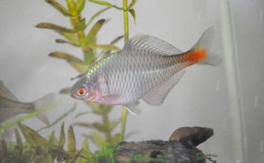 淡水の宝石『ニッポンバラタナゴ』の変わった生態　子育ては貝の中？　