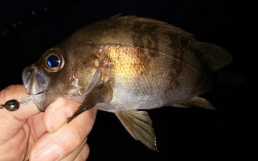 ライトロックゲーム釣行　メバルにムラソイをジグ単リグで攻略【大阪】