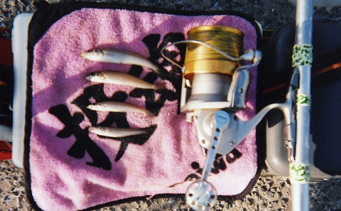 乗っ込みシロギス調査　投げ釣りで小型ながらポツポツ【長浜海浜公園】