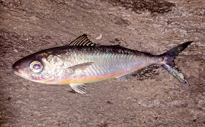カゴ釣りで珍種 ミナミメダイ 捕獲 採集例少なく標本に 城ヶ崎 Tsurinews