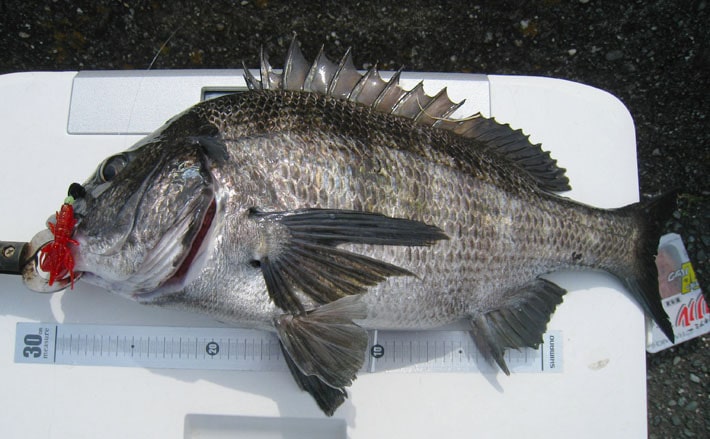 人生初チニング1投目で奇跡的ヒット 47.3cmクロダイ手中【奥浜名湖 