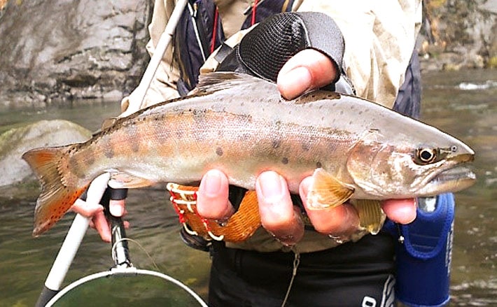 がまかつ　がま渓流　山女魚　尺抜　680　渓流竿　ヤマメ がまかつがま渓流山女魚尺抜680渓流竿ヤマメ