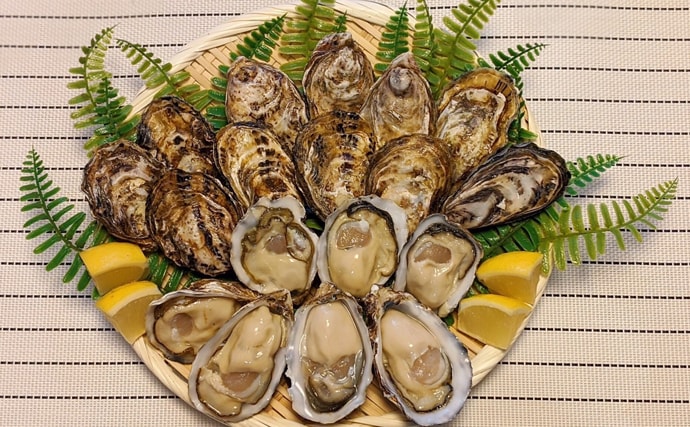 東京湾で牡蠣を養殖する？　プロも評価する「江戸前」の味とは