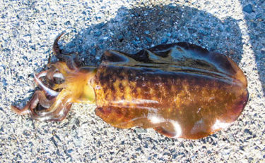 波止エギングで1kg級アオリイカキャッチ【鹿児島・小浦港】