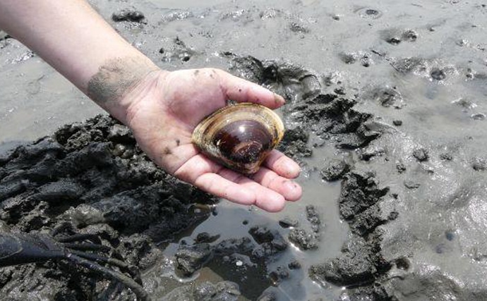潮干狩りの前に必ずチェック 恐ろしい 貝毒 と対策について解説 Tsurinews