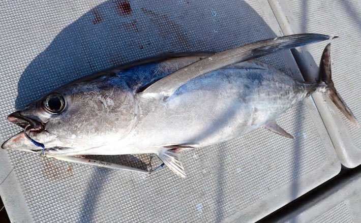 中深海！むつ、カゴカマス、ゆめかさご、トンボ。  三重県志摩沖からマグロをジギングで狙う、トロ丸のブログ。