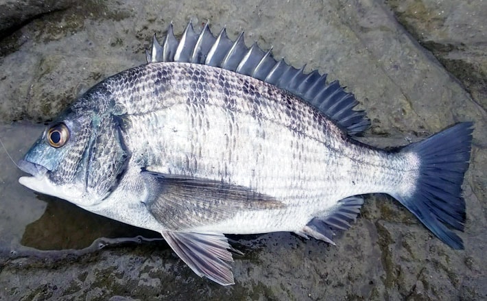 陸っぱりフカセ釣りでクロダイ狙い 大物バラしで呆然 千葉 富浦旧港 Tsurinews