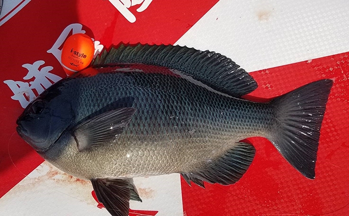春磯フカセ釣りで大型バラすも33cmまでのグレがポツポツ【串本大島