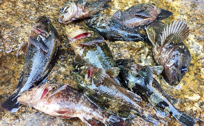 親子でブラクリ仕掛けの穴釣り堪能 根魚20尾と対面【山口・本山岬