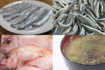 【西日本編】4月に旬を迎える海の幸4選　春のキビナゴは天ぷらで食す