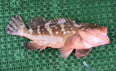 関西オススメ釣り船：秀丸　通年マダイ＆青物が狙える【広島・生口島】