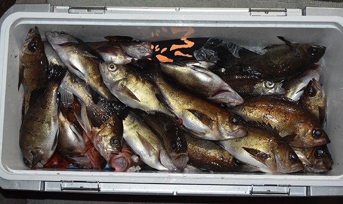 関西オススメ釣り船：秀丸　通年マダイ＆青物が狙える【広島・生口島】