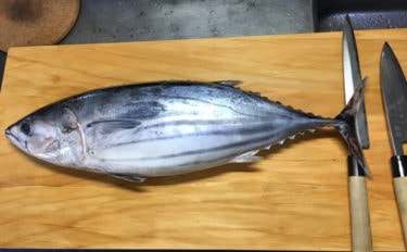 魚介で地域活性化：宮崎県日南市の『カツオ炙り重』　実は水揚げ日本一